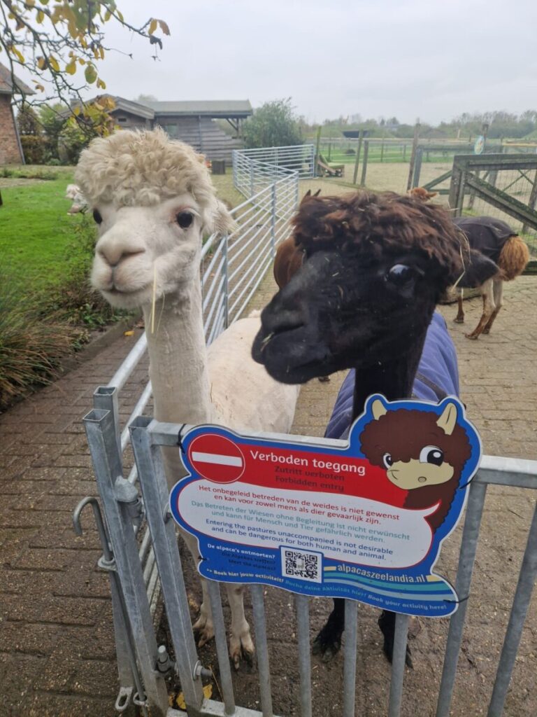 Knuffelen met de alpacas!